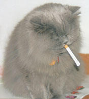 Cat Smoking, kitten smoking