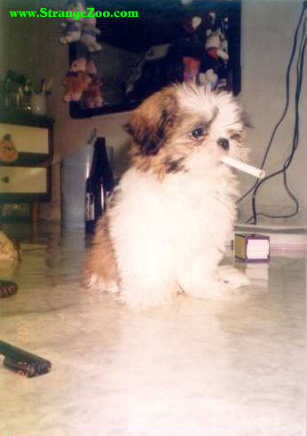Dog Smoking, puppy smoking