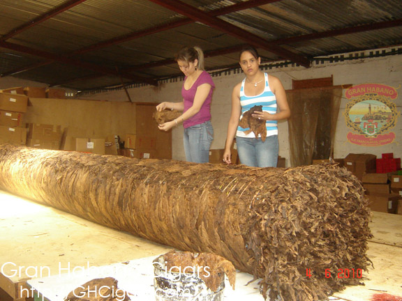 World's largest giant cigar