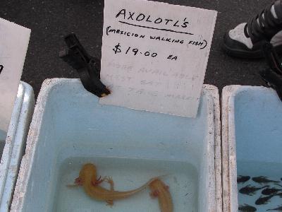 Axolotls in Grafton - apostrophe error