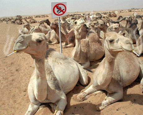 Camels Smoking