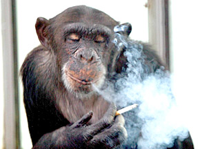 Chimp Smoking, ape smoker