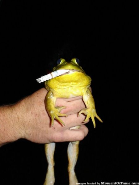 Frog Smoking, toad smoking