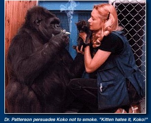 Koko the Gorilla Smoking