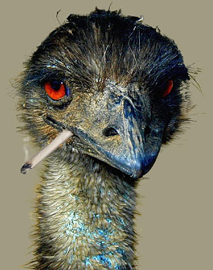 A tobacco smoking emu having a cigarette