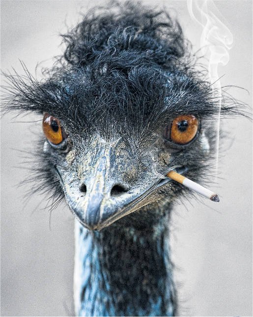 A smoking emu having a cigarette