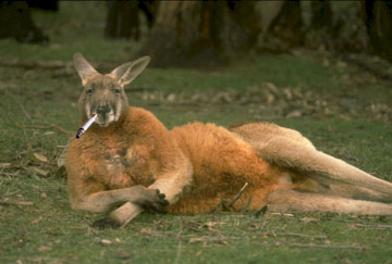 A smoking kangaroo relaxing with a cigarette
