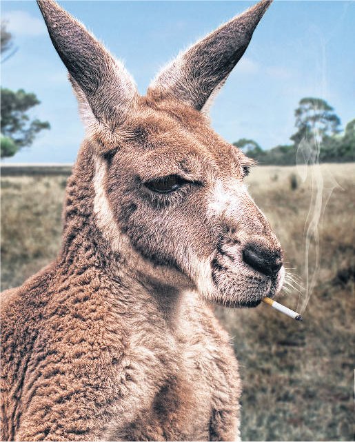 A smoking kangaroo lighting a cigarette