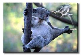 Koala smoking tobacco, koala bear smoking cigarette