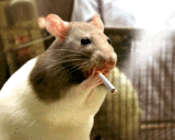 Rat smoking